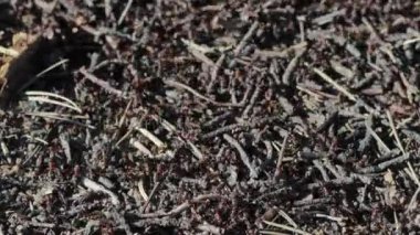Yuva kuran kırmızı karıncalara yakın çekim. Büyük karıncalar yuvalarında çalışır..