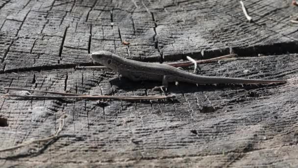 Plně Dlouhá Ještěrka Lacerta Agilis Linnaeus Sedí Pařezu Stromu Lese — Stock video