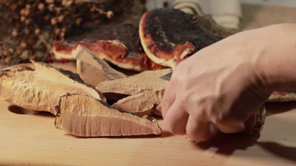Ganoderma Lucidum Mushroom Also Called Reishi Mushroom Lingzhi Mushroom Wooden — Stock Video