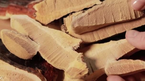 Cogumelo Ganoderma Lucidum Também Chamado Cogumelo Reishi Cogumelo Lingzhi Fundo — Vídeo de Stock