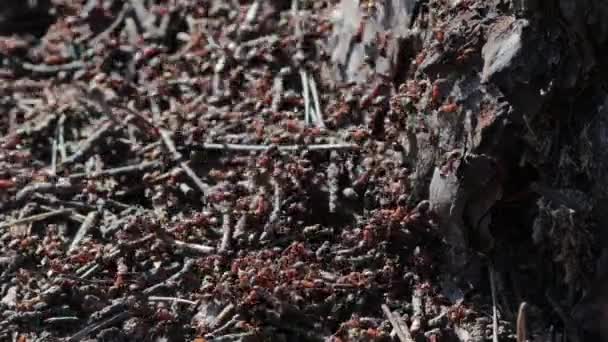 Gros Plan Des Fourmis Rouges Construisant Nid Pince Insecte Les — Video