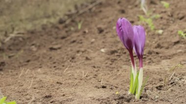 Crocus Vernus Çiçekleri, Iridaceae ailesi. Bahçede güzel mor timsahlar çiçek açıyor..
