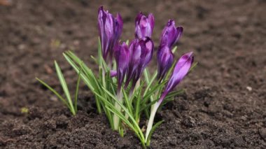 Crocus Vernus Çiçekleri, Iridaceae ailesi. Bahçede güzel mor timsahlar çiçek açıyor..