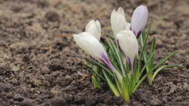 Crocus Vernus Çiçekleri, Iridaceae ailesi. Bahçede güzel beyaz timsahlar açıyor..