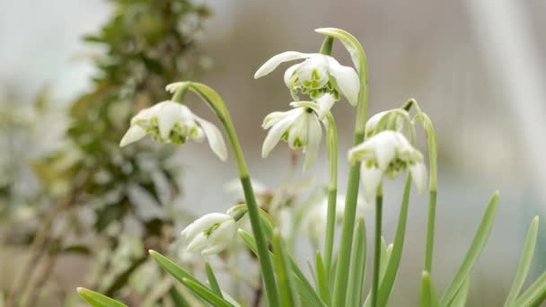 关闭双雪落花 Galanthus Nivalis Pleniflorus 花冠全会 — 图库视频影像