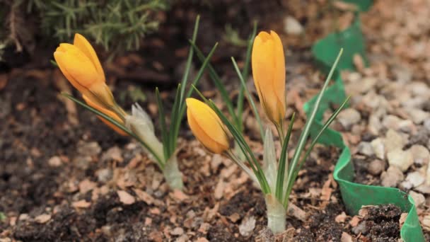 Gele Krokussen Met Prachtige Bloemen Bloeien Tuin Het Vroege Voorjaar — Stockvideo