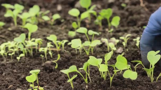 Jardinero Con Guante Azul Está Cuidando Las Pequeñas Plantas Rábano — Vídeo de stock