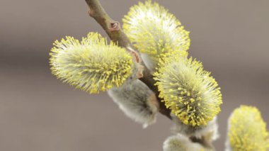 A pussy willow stem close-up. Salix caprea or goat willow branches with yellow catkins.