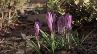 Crocus Vernus Çiçekleri, Iridaceae ailesi. Bahçede güzel mor timsahlar çiçek açıyor.. 