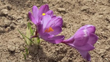 Crocus Vernus Çiçekleri, Iridaceae ailesi. Bahçede güzel mor timsahlar çiçek açıyor.. 
