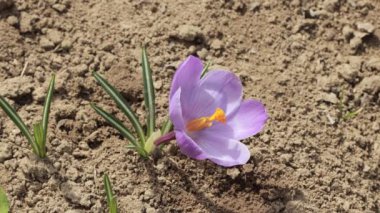 Crocus Vernus Çiçekleri, Iridaceae ailesi. Bahçede güzel mor timsahlar çiçek açıyor.. 