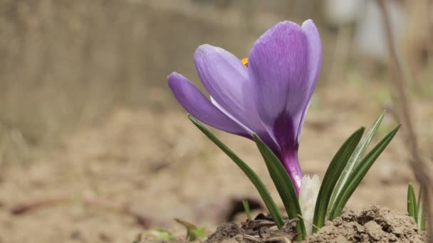 크로커스 버너스 Crocus Vernus Iridaceae 아름다운 자주색 크로커스 정원에서 피어나고 — 비디오