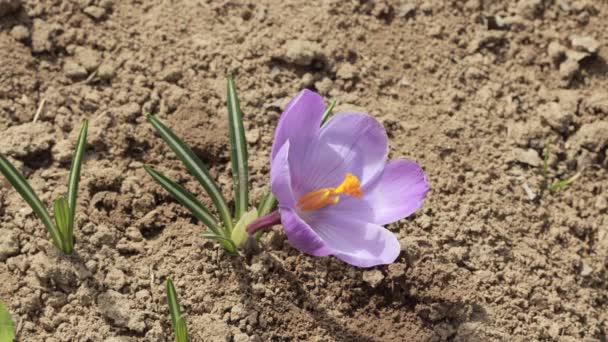 Crocus Vernus Flowers Iridaceae Family Саду Цвітуть Чудові Пурпурові Крокуси — стокове відео