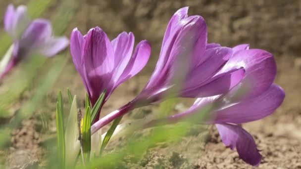 크로커스 버너스 Crocus Vernus Iridaceae 아름다운 자주색 크로커스 정원에서 피어나고 — 비디오
