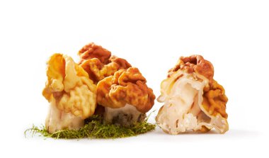 Gyromitra Gigas ya da Snow False Morel, Calf Brain ya da Bull Nose mantarı beyaz arka planda izole edilmiş.. 