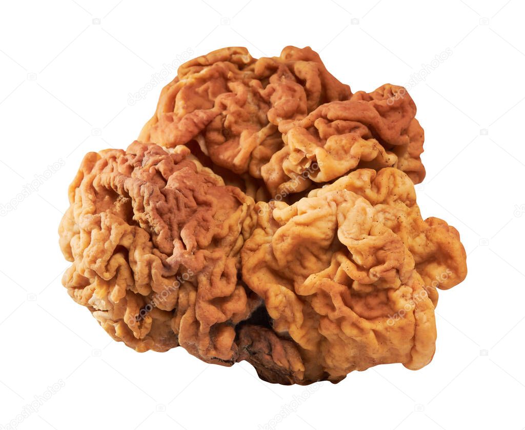 Gyromitra Gigas or Snow False Morel, Calf Brain or Bull Nose mushroom isolated on white background with clipping path