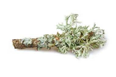 Lichen on a dry twig on a white background. Evernia prunastri, also known as oakmoss.  Oakmoss is used extensively in modern perfumery. clipart