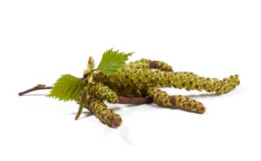 Spring birch buds with young  leaves isolated on a white background. clipart
