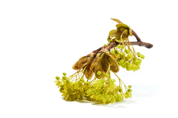 Ramo Noruega Bordo Acer Platanoides Com Flores Isoladas Sobre Fundo — Fotografia de Stock