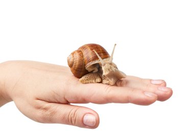 Helix pomatia, bordo salyangoz, Roma salyangozu, yenilebilir salyangoz, beyaz bir arka planda izole edilmiş salyangoz.