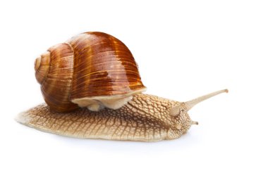 Helix pomatia. Beyaz arka planda izole edilmiş bahçe salyangozu. Salyangoz. Üzüm salyangozu.