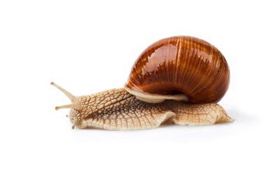 Helix pomatia. Beyaz arka planda izole edilmiş bahçe salyangozu. Salyangoz. Üzüm salyangozu.