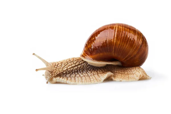 Helix Pomatia Gartenschnecke Isoliert Auf Weißem Hintergrund Escargot Weinbergschnecke — Stockfoto