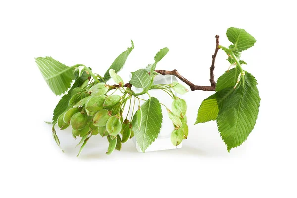 Ulmus Minor Elm Tree Flowering Branch Isolated White Background Elm — Stock Photo, Image