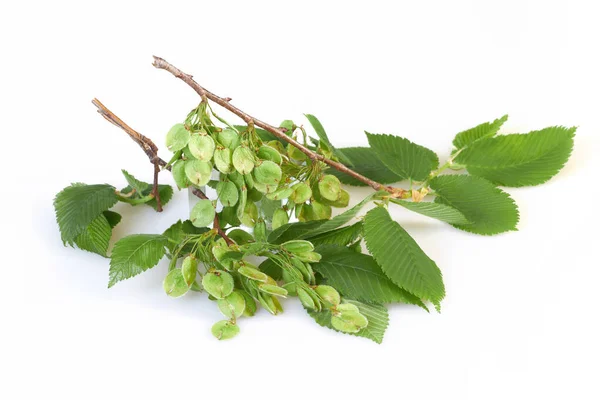 Ulmus Mindre Eller Elm Träd Blommande Gren Isolerad Vit Bakgrund — Stockfoto