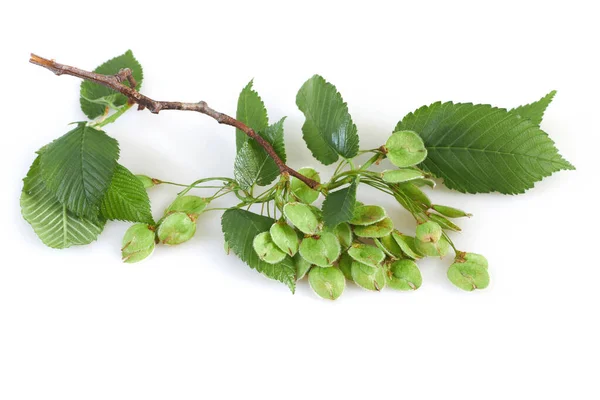 Ulmus Mindre Eller Elm Träd Blommande Gren Isolerad Vit Bakgrund — Stockfoto