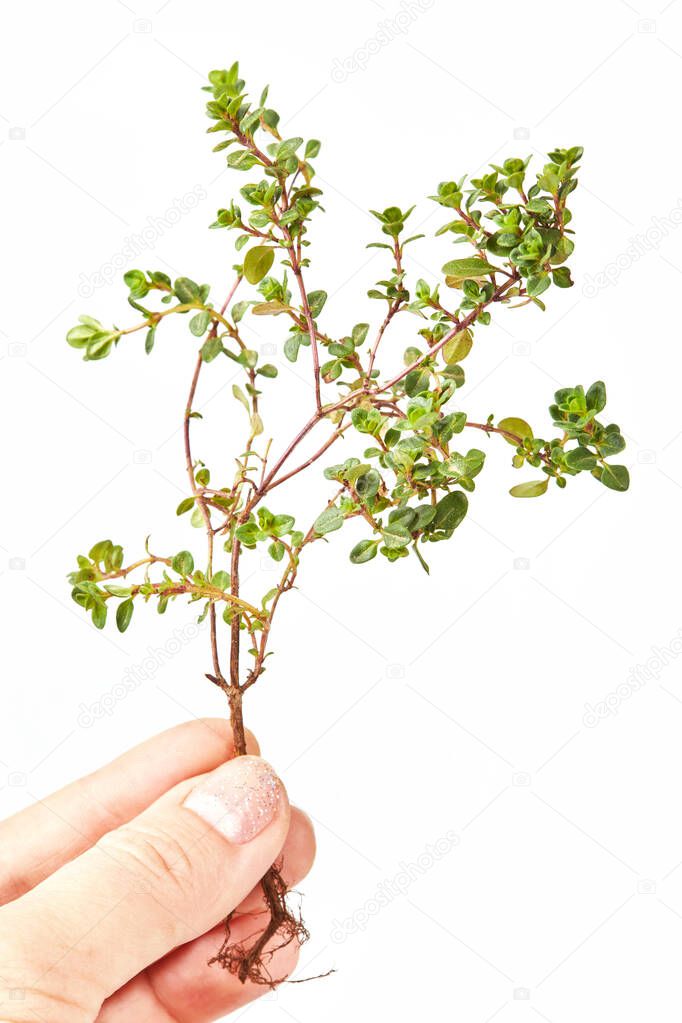 Breckland Thyme, Thymus serpyllum, Thymus vulgaris, Common Thyme, Whole thyme. Fresh green thyme herb isolated on white background