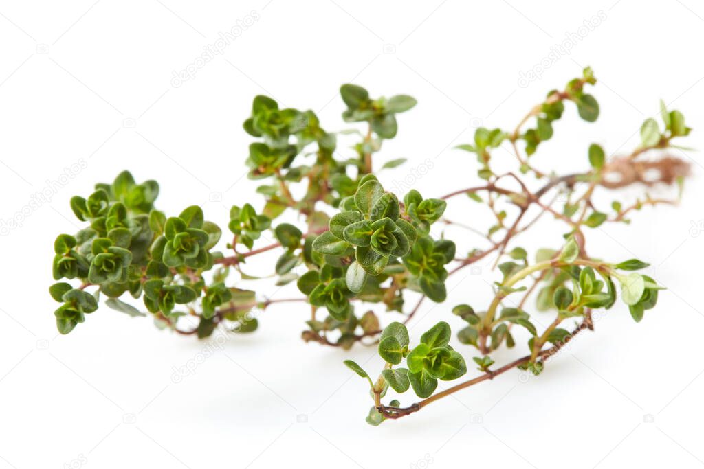 Breckland Thyme, Thymus serpyllum, Thymus vulgaris, Common Thyme, Whole thyme. Fresh green thyme herb isolated on white background