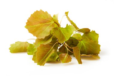 Avrupa Aspen (Populus tremula) dalı, (Avrupa Aspeni veya titreyen kavak) beyaz arka planda izole