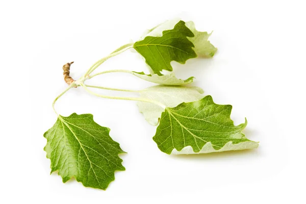Avrupa Aspen (Populus tremula) dalı, (Avrupa Aspeni veya titreyen kavak) beyaz arka planda izole