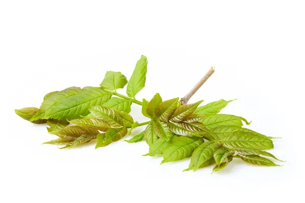 Sambucus Kvist Med Gröna Blad Isolerade Vitt Svarte Äldste Europeiskt — Stockfoto