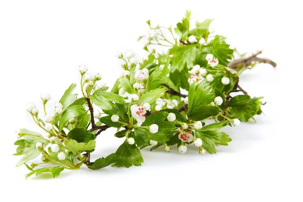 Blommande Chokeberry Gren Aronia Melanocarpa Isolerad Vit Bakgrund — Stockfoto