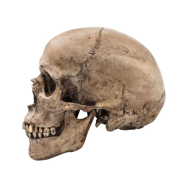 Human skull isolated — Stock Photo, Image