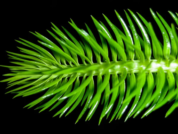 Püskül Fern-makro sahne