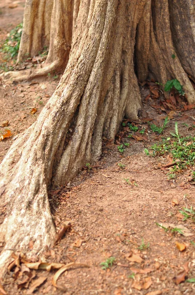 Racine d'arbre sur terre rouge — Photo