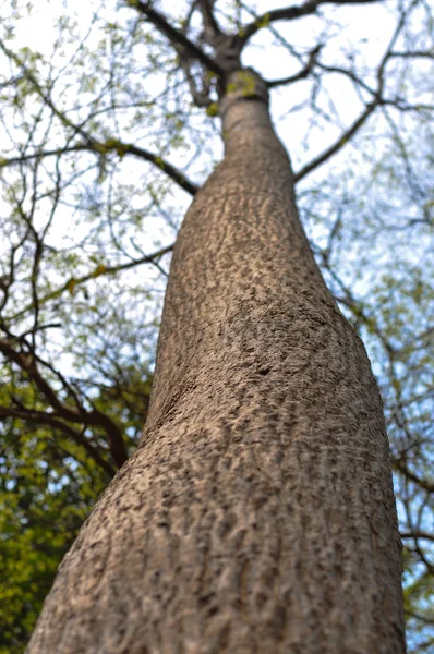 Vue d'oeil de ver d'arbre de tronc de disparition — Photo