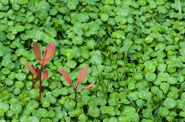 Beccuccio rosso sul prato verde — Foto Stock