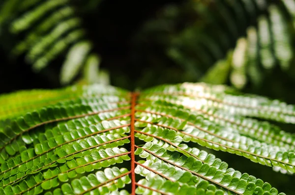 Verde sulla linea rossa, Frontiere di felce tropicale — Foto Stock