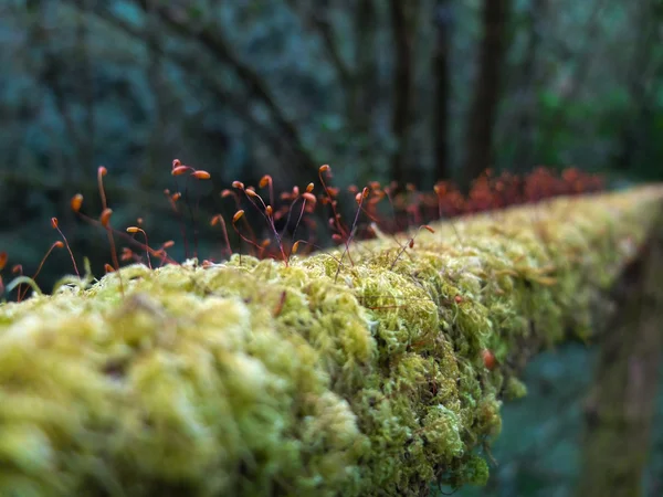 Red spore green moss — Stock Photo, Image