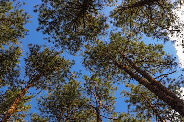 Pinus mavi gökyüzü üzerinde