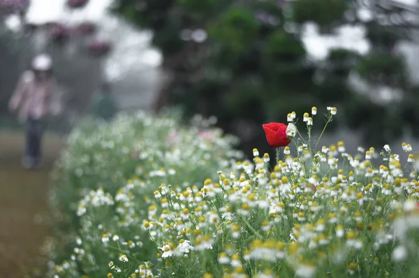 Kırmızı Poppy ile sarı çiçek alanı