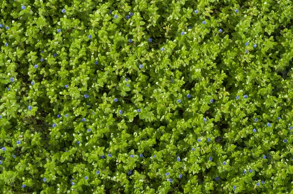 Su çördük - Bacopa caroliniana — Stok fotoğraf