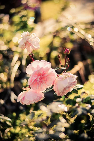 Braut 's rosa Rose Vintage-Stil — Stockfoto