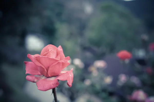 Orange Rose Vintage Stil — Stockfoto