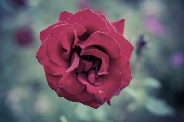 Dunkelrote Rose Vintage-Stil — Stockfoto