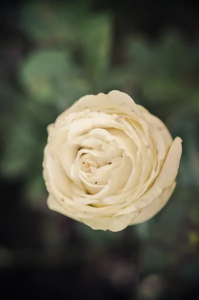Elfenbein Rose Vintage-Stil — Stockfoto